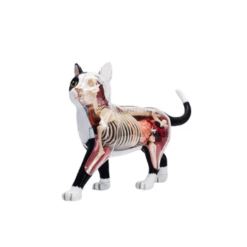 2X Анатомическая модель органа животного 4D Игрушка для сборки интеллекта кошки Обучающая анатомическая модель DIY Научно-популярная техника